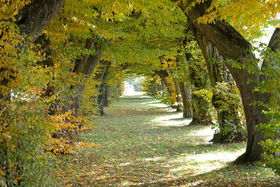 A picture of a pathway framed by arching trees, representing the family tree and the path that will be traced to identify a person’s heirs when they die with no will in Kentucky.